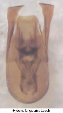 rybaxis longicornis.jpg